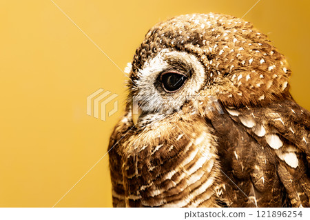 Owl Tawny Owl 121896254
