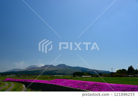 Moss phlox in full bloom and the Aso mountain range 121896255