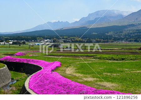 Moss phlox in full bloom and the Aso mountain range 121896256