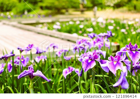 Purple iris flowers are blooming in the iris garden 121896414