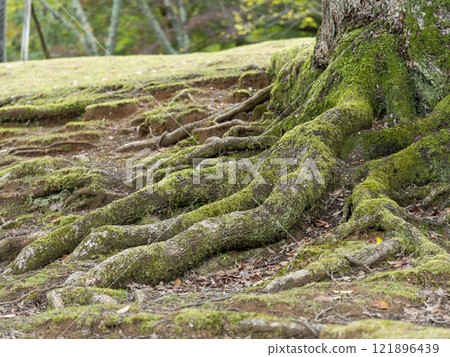 Tree roots crawling on the ground 121896439