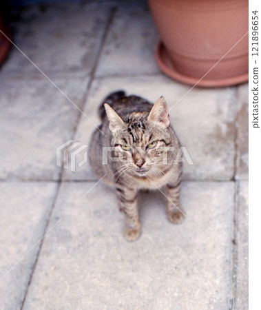 Europe Greece Crete Cat 121896654