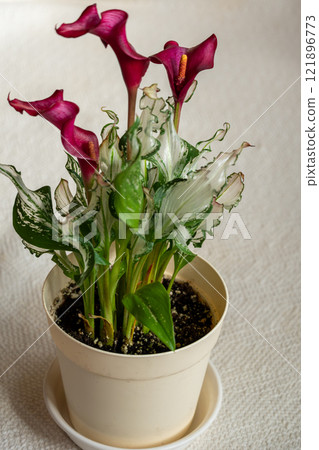 室內照片：種植冰雪女王的盆栽植物 121896773