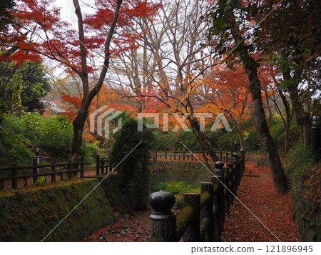 The autumn leaves at Negoro-ji Temple are about to fall 121896945