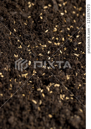 seeds of one carrot variety sown in fertile soil seeds of one carrot variety sown in fertile soil 121897073