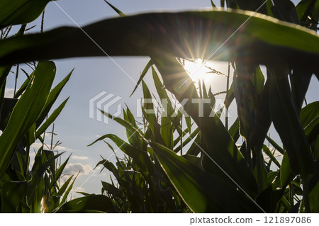 beautiful corn flowers in the summer in sunny weather 121897086