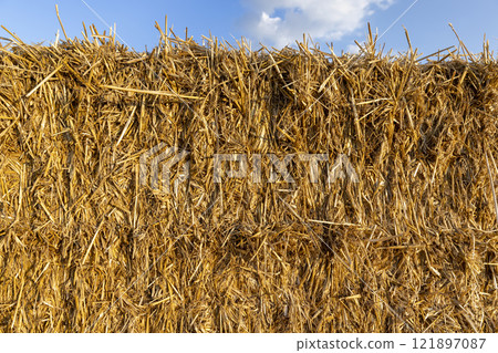 square stacks of golden wheat straw in a field at sunset 121897087