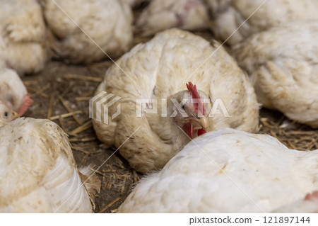 fat meat chickens in a cage-free workshop at a poultry farm in a rural area 121897144
