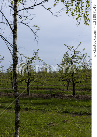 growing apples and other fruits on an industrial scale 121897149