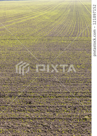 green sprouts of frost-resistant wheat, close-up green sprouts of frost-resistant wheat, close-up 121897152
