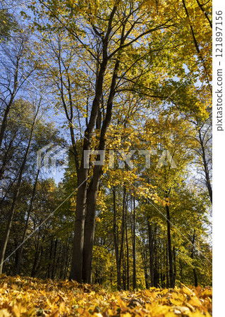 trees during the fall of yellowed foliage in the park 121897156