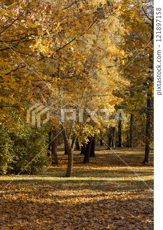 landscape in the park with yellowing maple foliage in sunny weather 121897158