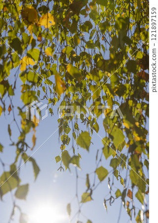 yellowing birch foliage against a blue sky in sunny autumn weather 121897159