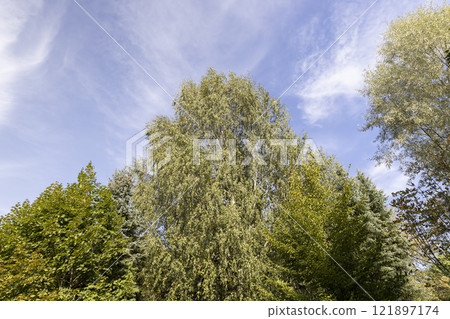 tall birches in sunny weather in early autumn 121897174