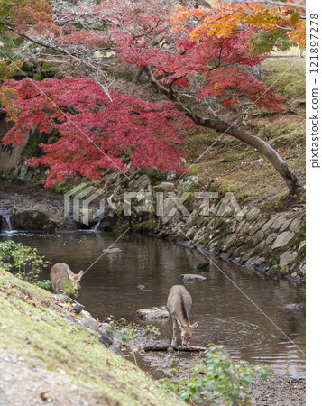 奈良公園吉木河的鹿和秋葉 121897278