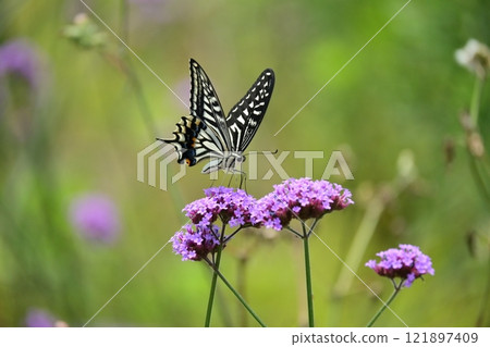 Image of spring (Swallowtail butterfly) Image of spring (Swallowtail butterfly) 121897409