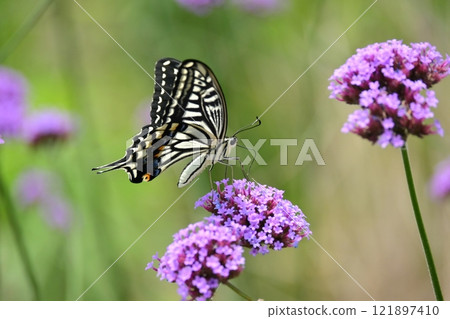 Image of spring (Swallowtail butterfly) Image of spring (Swallowtail butterfly) 121897410