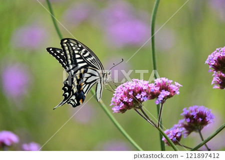 春天的圖像(燕尾蝴蝶) 春天的圖像(燕尾蝴蝶) 121897412