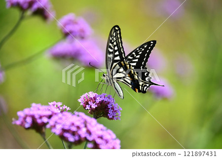 Image of spring (Swallowtail butterfly) Image of spring (Swallowtail butterfly) 121897431