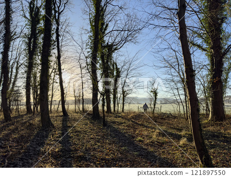 Woodland scene in North Yorkshire - England 121897550