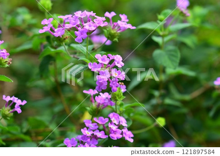 Trailing lantana (Cute lantana) Trailing lantana (Cute lantana) 121897584