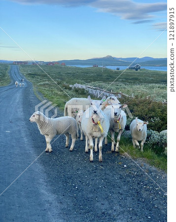 Northern Europe, Norway, flock of sheep Northern Europe, Norway, flock of sheep 121897915