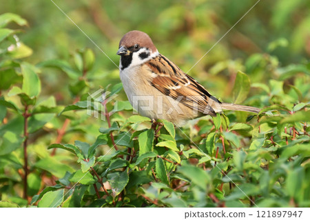 Cute sparrow 121897947