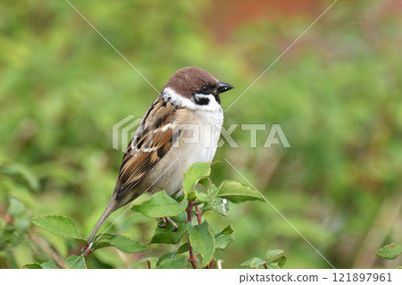 Cute sparrow 121897961