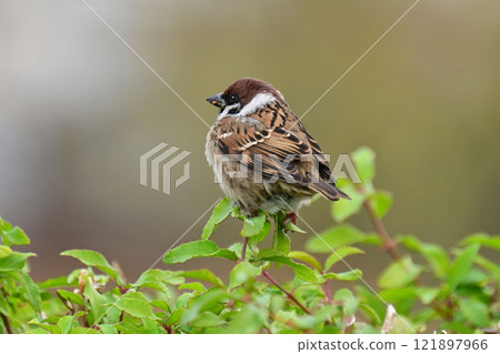 Cute sparrow Cute sparrow 121897966