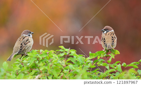 Cute sparrow Cute sparrow 121897967