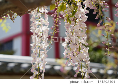 清新的春天紫藤花 121898104