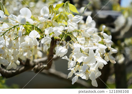 Pure white wisteria flowers Pure white wisteria flowers 121898108