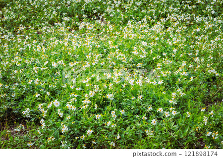 Koshironosendangusa Koshironosendangusa 121898174
