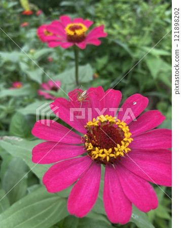 pink zinnia flower with spider in the garden, close up pink zinnia flower with spider in the garden, close up 121898202