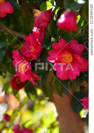 紅色sasanqua花 121898589