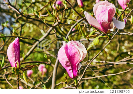 Nice purplish pink magnolia flowers in spring forest park garden 121898705