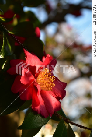 Red Sasanqua 121898738