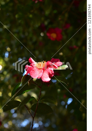 陽光照耀著陽光 121898744