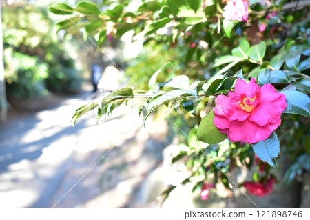 紅色sasanqua花 121898746