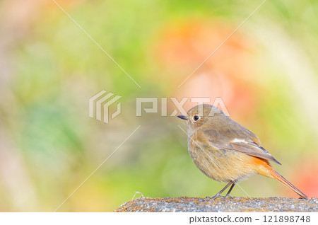 A female Daurian redstart curled up on a cold day 121898748