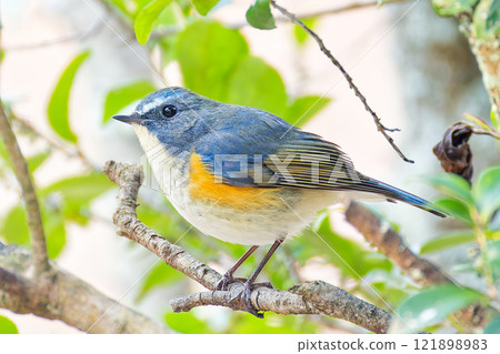 從森林中出現的藍尾鶲 121898983