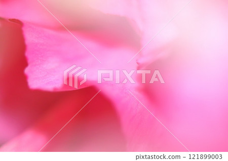 Pink petal 121899003