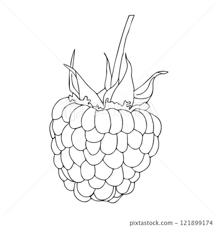Raspberry berry close-up in doodle style. Vector illustration isolated on white background. Raspberry berry close-up in doodle style. Vector illustration isolated on white background. 121899174