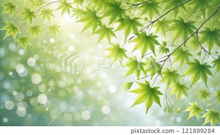 清新的自然背景圖與閃亮的新鮮綠楓樹 清新的自然背景圖與閃亮的新鮮綠楓樹 121899284