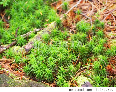Moss Moss 121899549
