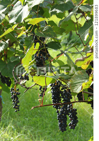 Vineyards, Grape cultivation, Wine grapes, Grape exhibition garden, Hokkaido wine 121899683