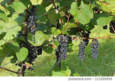 Vineyards, Grape cultivation, Wine grapes, Grape exhibition garden, Hokkaido wine 121899684
