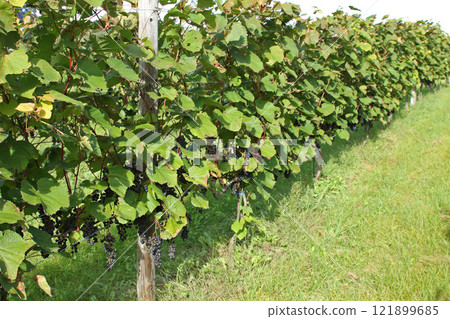 Vineyards, Grape cultivation, Wine grapes, Grape exhibition garden, Hokkaido wine 121899685