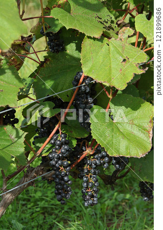Vineyards, Grape cultivation, Wine grapes, Grape exhibition garden, Hokkaido wine 121899686