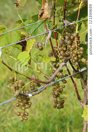 Vineyards, Grape cultivation, Wine grapes, Grape exhibition garden, Hokkaido wine Vineyards, Grape cultivation, Wine grapes, Grape exhibition garden, Hokkaido wine 121899689